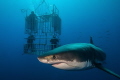   Guadalupe Island definitly best place earth dive Great White sharks. Be sure stay cage sharks  